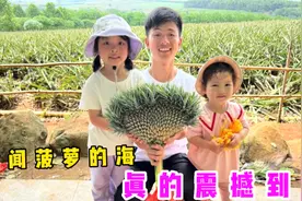 打卡徐闻菠萝的海，100个菠萝有33个产自这里，小罗这次长见识了视频封面