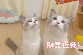 母猫发情在公猫面前打滚，还嗷嗷叫，多多：我没蛋了！视频封面