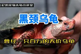 【黑颈乌龟】曾经一只百万的天价豪龟，聊一聊美丽的广东草龟视频封面
