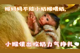 小猴子饿得特别难受，无论如何挣扎都喝不到奶视频封面