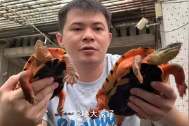 怎么分辨越南金钱龟跟海南金钱龟！现在给大家简单分辨讲解一下！视频封面