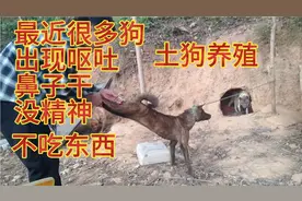 狗狗出现呕吐，鼻子干不吃东西没精神，尝试这样子给他治疗视频封面