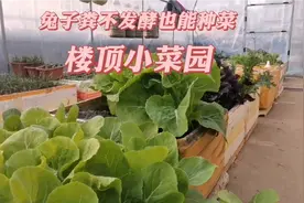 楼顶小菜园，兔子粪不发酵也能种菜，省事又省钱！视频封面