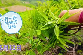 东北山沟特有的长在树上的野菜，比刺嫩芽好吃，我还真没吃过！视频封面