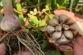 为什么农家种的大蒜个头都不大 是品种的原因吗？后期管理是关键视频封面