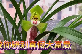 如何辨认真假大富贵？勤花勤苗的春兰名品兰花，江浙经典老品种视频封面