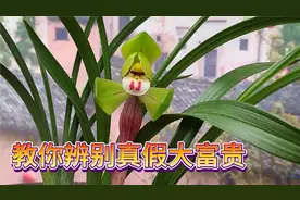 如何辨认真假大富贵？勤花勤苗的春兰名品兰花，江浙经典老品种视频封面
