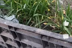 呃，那段时间请大家忽略哈妈耶咋的回事妈耶不是猫咋吃草了？视频封面
