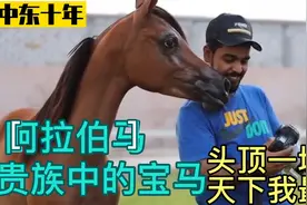 纯种阿拉伯马，贵族中的极品，看到最后见识真正的阿拉伯马！