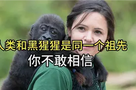 你绝对想不到，人类和黑猩猩竟然是同一个祖先视频封面