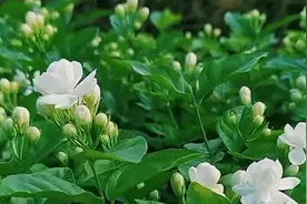 茉莉花这样养，每年能开5次，越开越多，花朵香满屋视频封面