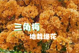地栽三角梅开花的秘密，重点在最后，学会一样花开满枝。视频封面