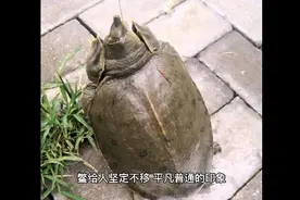 周公解梦之梦见甲鱼视频封面