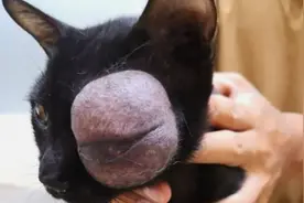流浪猫眼部凸起，主动对人卖萌求帮助，热心小哥伸出援手。视频封面