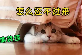 九敏！猫都这么爱搞偷袭，爱咬人jio么？？视频封面