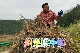 时隔数月又开始割草喂牛啦，身体四肢都僵硬了赶紧活动活动！视频封面