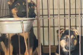 中国昆明犬黑背视频封面