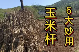 “玉米杆”别扔了，6大妙用，不仅实用，还能挣钱，你知道吗？视频封面