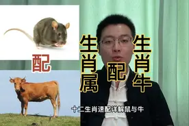 十二生肖速配详解：鼠与牛。生肖属和生肖牛搭不搭配？视频封面