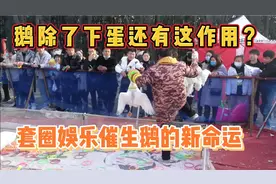 套圈活动催生鹅的新命运—人的娱乐还是鹅的悲哀？视频封面