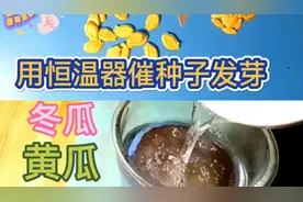 气温低用恒温器催种子发芽你试过吗冬瓜黄瓜等都可早收1-2个月视频封面
