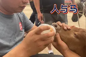 小马驹刚生下来不会吃奶！咱们把初乳积奶瓶里让小马先尝尝奶滋味视频封面