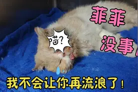 流浪猫菲菲的眼球摘除手术做完了，接下来怎么办？还有人收养吗？视频封面