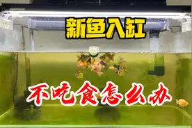 新鱼入缸四五天不吃食怎么办，趴缸歪身拉白便是正常现象吗视频封面