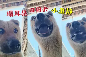 塌耳朵田园犬小丑静，偷偷来我们村讨吃的，阿爆的精髓被它学到了视频封面