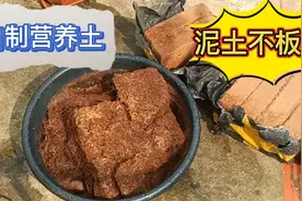 阳台种植，教大家一招低成本自制营养土，轻松解决泥土板结问题视频封面