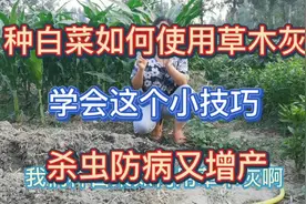 农村菜园种白菜如何使用草木灰？学会这个小技巧，杀虫防病又增产视频封面