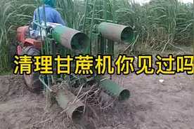 印度盛产甘蔗最多的国家，为了高效率清理甘蔗叶片，却冲昏了头脑视频封面