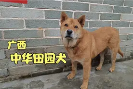 花200买的中华田园犬，养了5个月了，看它到底听不听话视频封面