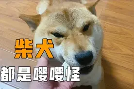 柴犬都是嘤嘤怪，眯着眼睛叼着东西来迎接主人，非常有爱视频封面