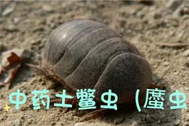 中药土鳖虫别名土元、地鳖虫、土鳖、地乌龟、簸箕虫视频封面
