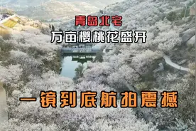 青岛北宅万亩樱桃花开，一镜到底航拍，太震撼了视频封面