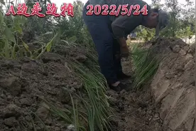 新栽的大葱什么时间浇水好？大葱缓苗期几天？视频封面