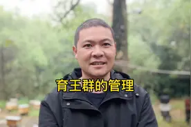 养蜂技术分享，详细介绍无王群育王的细节以及后期管理视频封面
