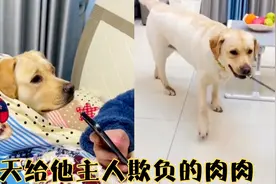 拉布拉多肉肉每天都给他主人欺负，气的他嘴里都叼着刀了。视频封面
