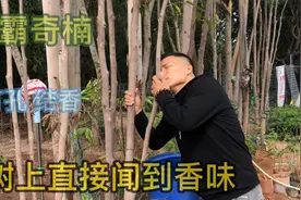 不打孔结香的不是技术，而是好品种！香霸奇楠为何受种植户追捧？视频封面