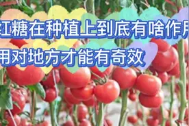 红糖在种植上到底有啥作用？别再乱施，用对地方才能有奇效视频封面