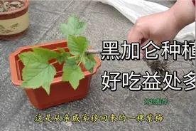 黑醋栗也叫黑加仑，种上一棵结满酸甜的黑色小浆果，好吃益处多视频封面