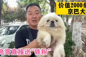 价值2000多的京巴犬，亮哥直接送“铁粉”，运费都不让出一分钱视频封面