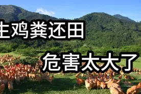 禁止鸡粪还田，很多人是不是不理解，看完才知道危害这么大！视频封面