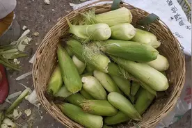 用嫩玉米钓鲤鱼草鱼有讲究，只有这样用好嫩玉米，鲤鱼草鱼随便钓视频封面