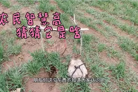 农村麦田地鼠泛滥怎么办？看看农民兄弟出奇招，几个棍棍解决问题视频封面