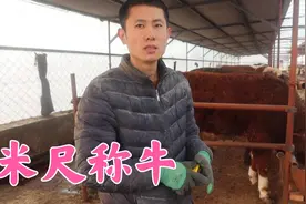 双双江南用米尺称牛，误差小于30斤，没称的朋友可以尝试一下！视频封面