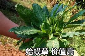 蛤蟆草煮水，想不到价值这么高？城里50元一斤难买到，认识一下视频封面