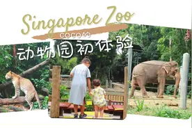 新加坡动物园视频封面