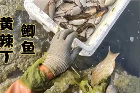 鱼群穿梭在茂密的水草里，小伙看准时机双手摸下去，手感太过瘾了视频封面